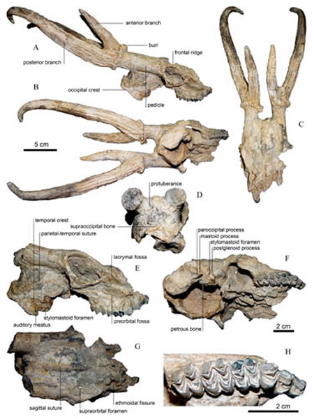 ʼ¹Eostyloceros hezhengensis sp. nov.ʯ