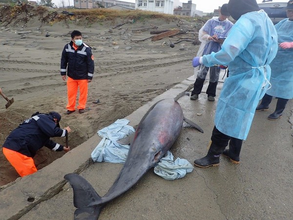 台湾“中华鲸豚协会”在苗栗县通霄白沙屯海边发现一只死亡瓶鼻海豚