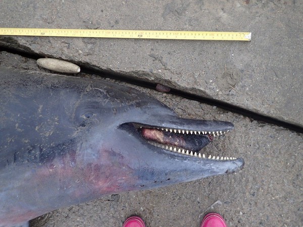 台湾“中华鲸豚协会”在苗栗县通霄白沙屯海边发现一只死亡瓶鼻海豚