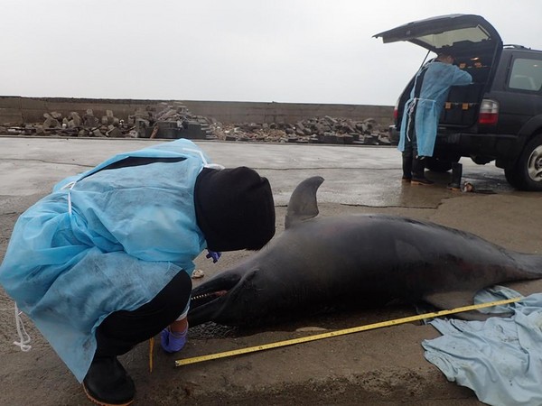 台湾“中华鲸豚协会”在苗栗县通霄白沙屯海边发现一只死亡瓶鼻海豚