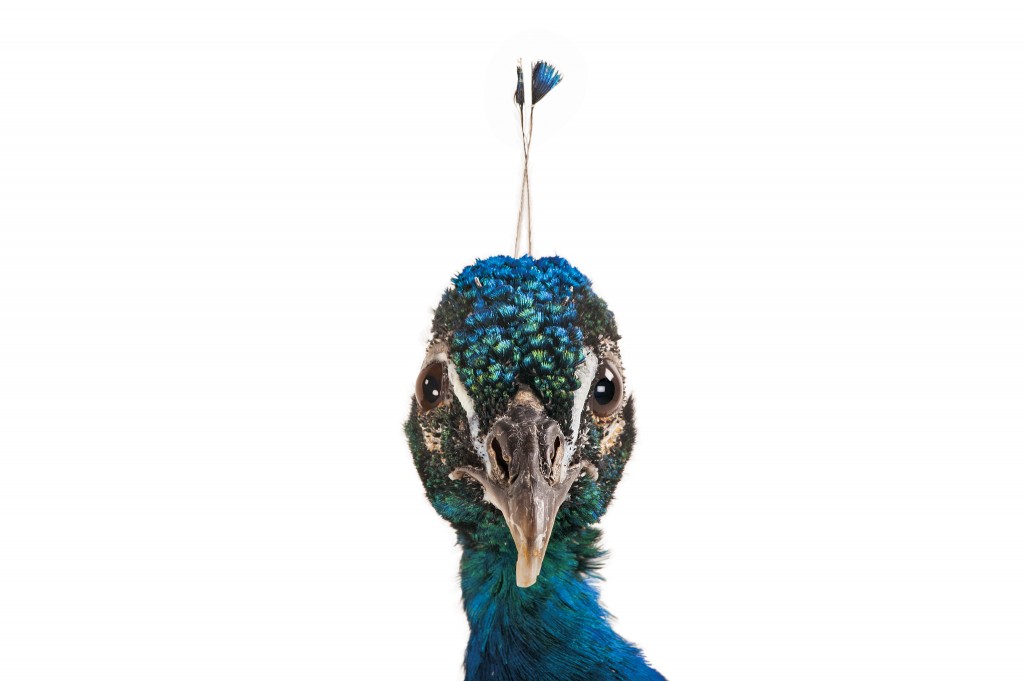 ��ֻӡ������ȸ���������ڲ���˹�ӵ��ֿ϶�ͯ����԰�� PHOTO: JOEL SARTORE