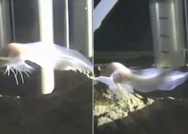 ̫ƽɺֻȫˮ㣺ʨ