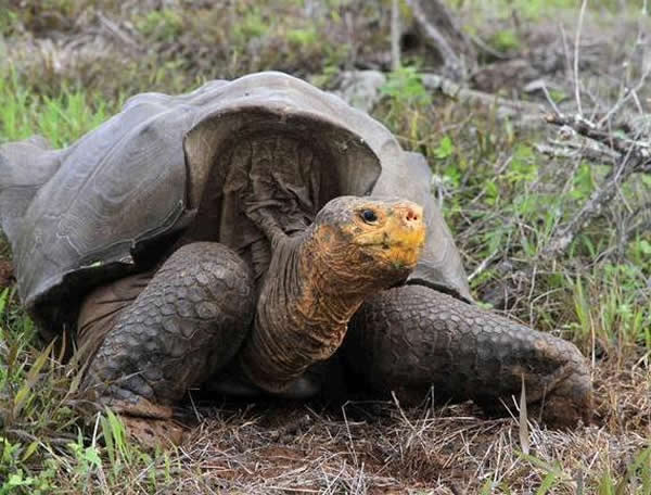 最新研究称目前的物种灭绝率可能导致地球在百年内出现大灭绝