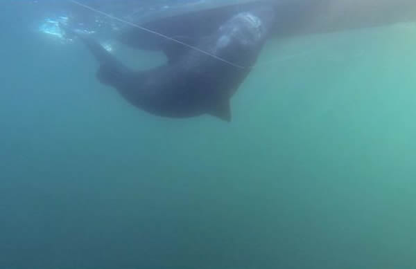 ʿרҽͼŲ򲶻һ565ĸ