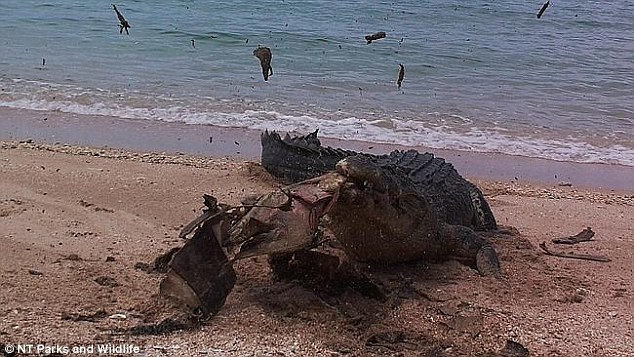 �����ڰĴ�����ƫԶ�ı����һ����̲�Ϸ����˺�����һĻ��һ�����;޴����ˮ��һ��ҧ����һֻ����ʬ��ӲӲ�Ĺ�ǣ�������һ�Եļ���������¼�����������̡�