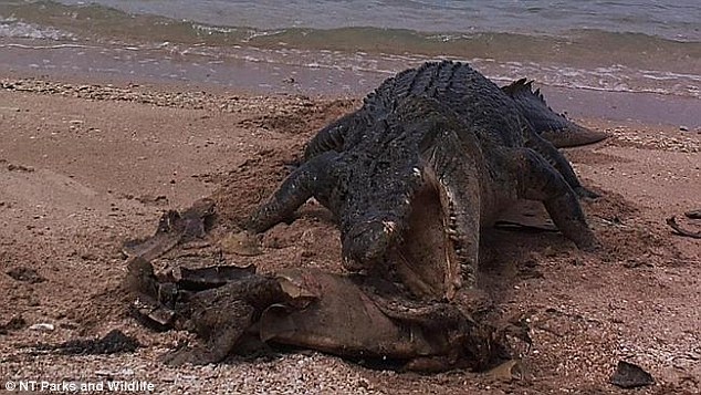 ������������ǣ���̨���������Ȼ����¼��һֻ�޴���ˮ������Ӱ����һ��ҧ���˺������ǣ���ʳ����ĸ��⡣