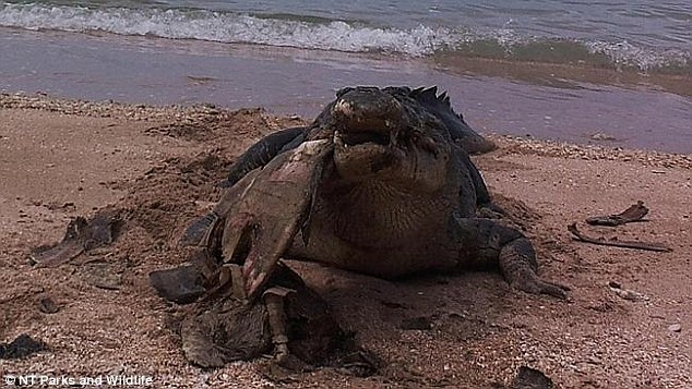 Ѳ��Ա��˹��Ůʿ��ǰ���ڴ�����Զ���Garig Gunak Barlu���ҹ�԰��̲��Ѳ�Ӳ��ռ������������������ں�̲�Ϸ����˱����˳��ϰ��ĺ���ʬ�塣