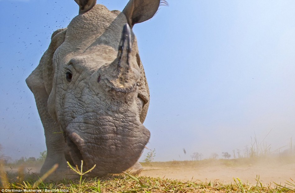 印度阿萨姆邦的卡齐兰加国家公园,愤怒的犀牛朝着经过伪装的长焦相机发动攻击。相机的主人是野生动物摄影师德利特曼-穆克赫杰。为了近距离捕捉犀牛的身影,他对相机进行重