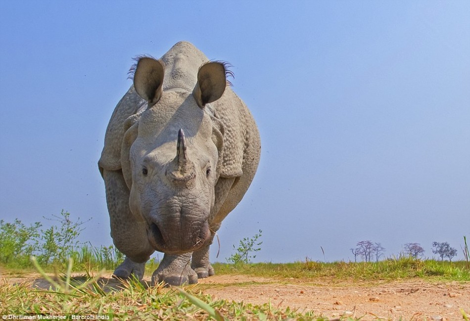 穆克赫杰说:“在经历了最初的失望之后,我最终让一头犀牛走向相机。不过,它随后朝相机发动攻击。尽管我对相机进行了重重伪装,但犀牛却无缘无故地攻击相机。毫无疑问,它