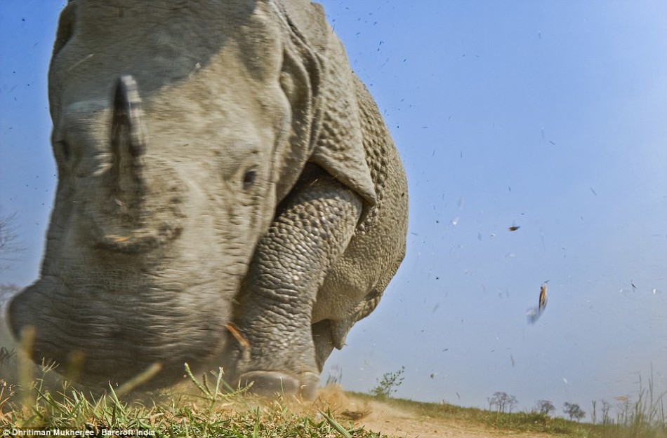 卡齐兰加国家公园面临一系列挑战,其中包括猖獗的犀牛盗猎。在亚洲的药品市场,犀牛角和犀牛皮拥有很高的价值。印度犀牛也被称之为“独角犀牛”,由于最近几年数量大幅减少