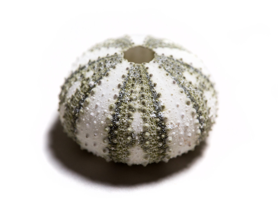 绿海胆,主要分布在加勒比海和南美洲海域。它们位于阿拉斯加的近亲物种实际上对大海牛的灭绝负有一定责任。在17世纪时,人类对那里的海獭进行了过度捕猎,导致海獭的猎物