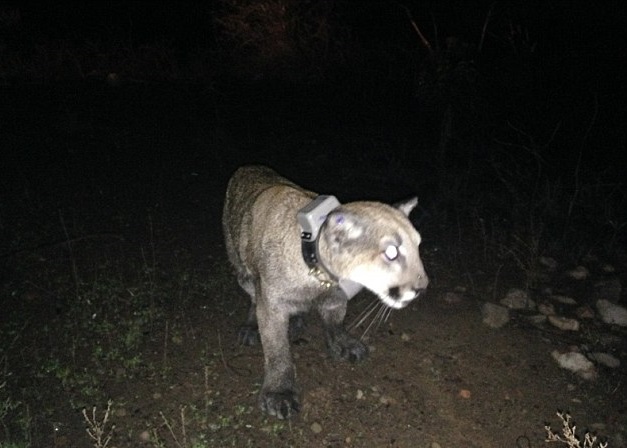 ���ֽ�ɽʨ���������ԭҰ������