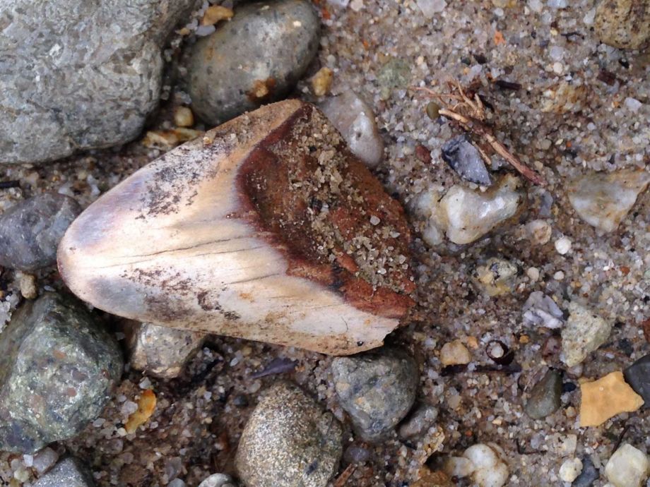 暴风雨过后美国加州海滩发现1000万年前的巨齿鲨牙齿化石