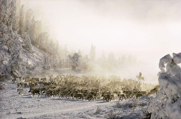 1970年代,一群驯鹿穿越白雪覆盖的西伯利亚谷地。