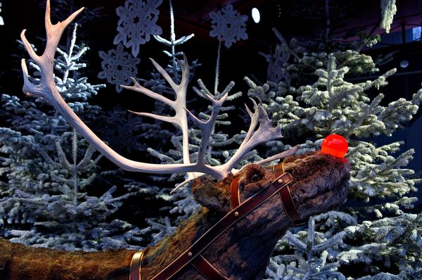 这只假的驯鹿被打扮成红鼻子驯鹿鲁道夫的模样。这是丹麦哥本哈根提弗里游乐园内的耶诞布置之一。