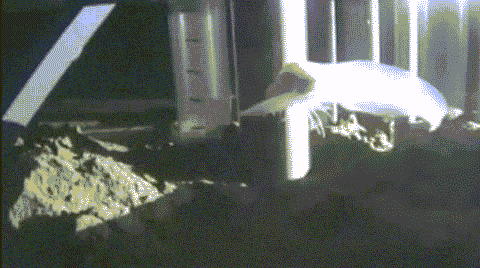 它叫狮子鱼,拥有一个可怕的蝌蚪状身体,没有鳞。照片显示,它和一些甲壳纲动物一起游动。