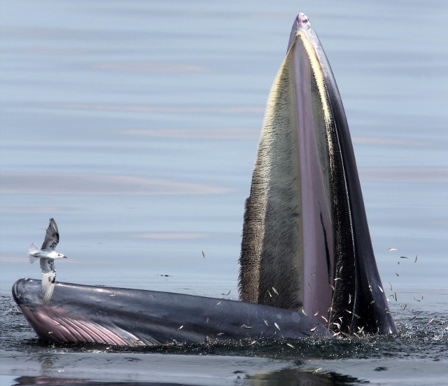 布氏鲸张嘴捕鱼,一旁的海鸥「偷吃」差点就被吞下肚。