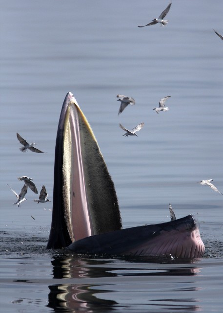 布氏鲸张嘴捕鱼,一旁的海鸥「偷吃」差点就被吞下肚。