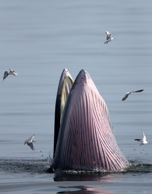 布氏鲸张嘴捕鱼,一旁的海鸥「偷吃」差点就被吞下肚。