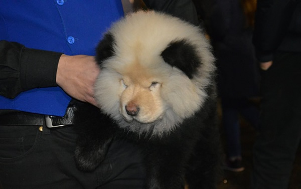 警方检获该只被装作熊猫的松狮狗