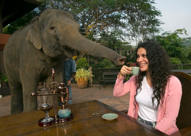 在泰北的度假村,既可观看大象,亦可品尝象屎咖啡。(Getty Images)
