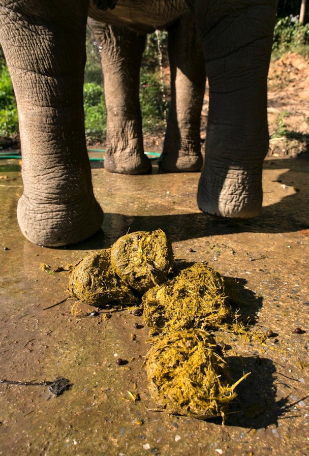 咖啡豆通过动物肠胃后,蛋白质会经过酵素分解,减低苦味。(Getty Images)