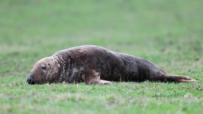 Ӣ��Ӣ����һֻ��������½��32������ſ