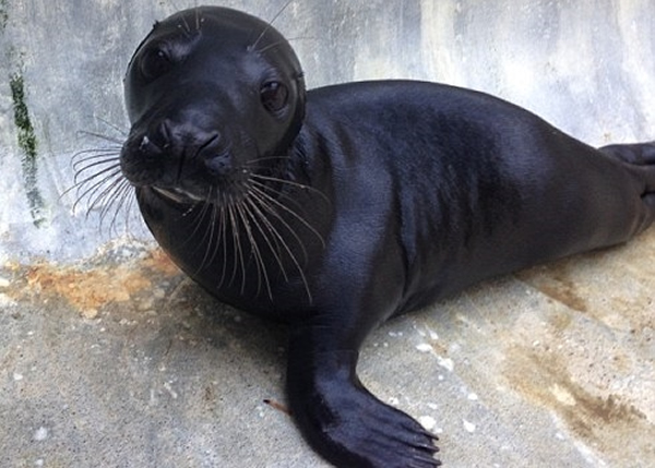 �ͽܳ���һ���ں�Ƥ����������˱����Ӽ�Ź��