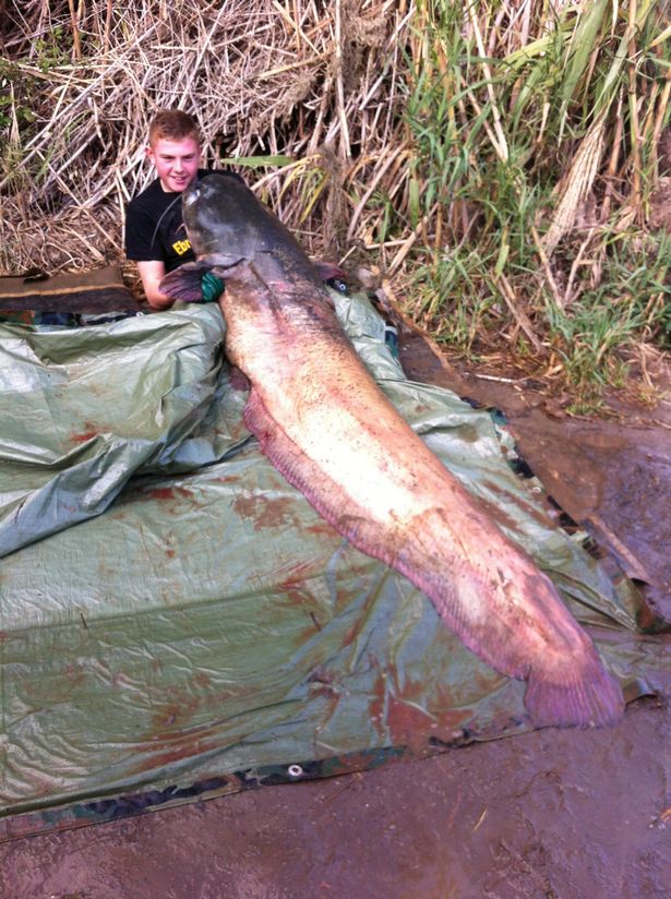 英国14岁少年在西班牙河中钓上一条长2.5米、重达208磅的巨型鲶鱼