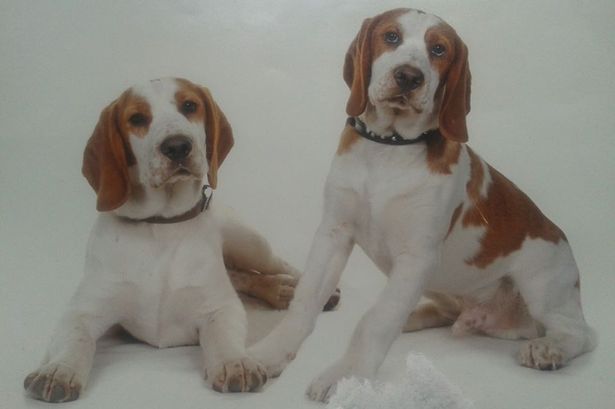 哈里(左)与汉苏姆(右)感情要好。