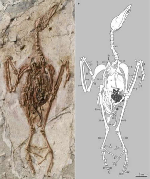 甄氏甘肃鸟副型标本及线条图