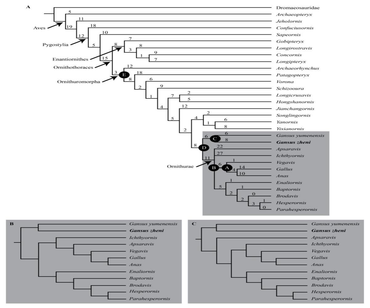 甄氏甘肃鸟系统分类位置图