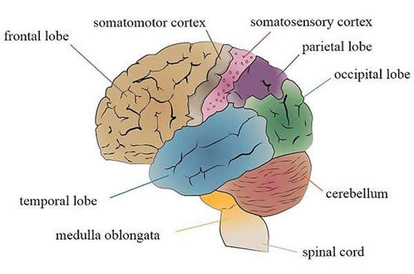 ��ʿ�о�С����ʱ10����ٵ�����37��־Ը�ߡ�����Щ־Ը���У�27��ʹ�ô������ֻ���11��ʹ�����й̶������Ĵ�ͳ�ֻ���ʹ�ù̶�����ֻ��򵥵��ֲ���������ʹ�ô���