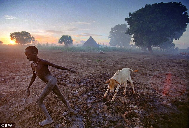 年轻时参与劫掠牲畜的男性成员可能在长时期比非劫掠者遇到更大的生殖成功