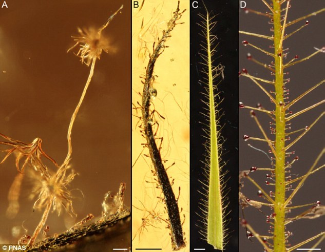 照片中的A和B是保存在始新世波罗的海琥珀内的食虫植物叶子。它们看上去和今天捕虫树的叶子(照片中的C和D)非常相似。