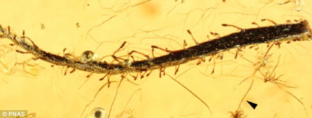 科学家发现一种约4000万年前种在俄罗斯的食肉植物。它的叶子变成化石,保存在波罗的海琥珀中。它上面到处散落着多细胞跟踪腺体和单细胞茸毛。