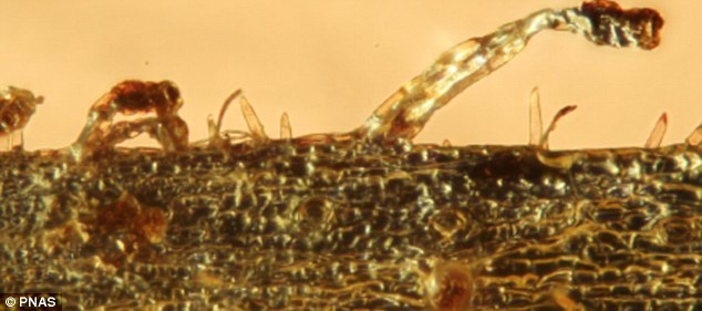 这些触手和叶面上的跟踪腺体可从猎物体内吸收营养。照片近距离展示了琥珀内触手的样子。科学家说,这个植物新种可能是捕虫树科家族早期成员的代表。