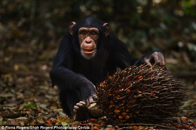 最新研究显示灵长类最早可能在大约1000万年前开始饮用酒精