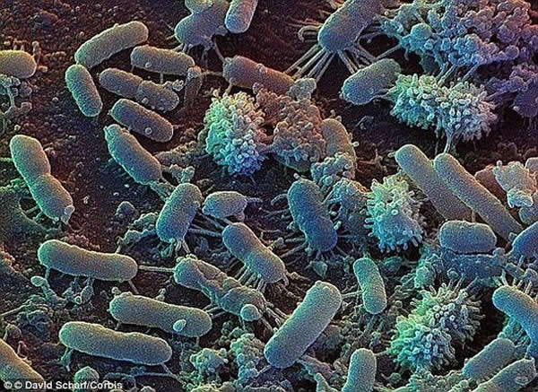 这项发现是基于此前在11月份的一项研究成果,在那项研究中,科学家们发现生命可以在拥有超临界二氧化碳流体环境的行星上生存。
