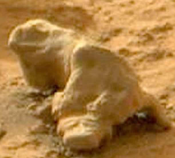 这个火星岩石与地球上的蜥蜴类似。