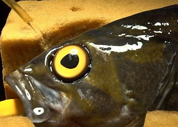 ���а����ϵ�ͭƽ�O�����ս����˻���������