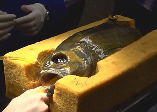 ��������ͭƽ�O������ʧȥ�۾�������������������Ϯ����