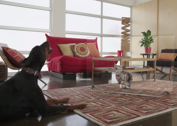 �й���������Ļ���è��ͽС�