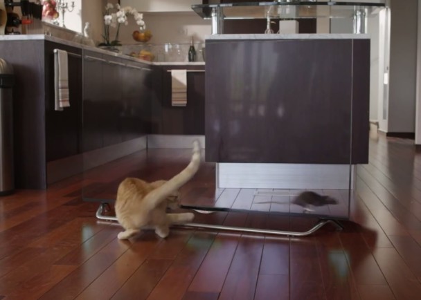 ��è������Ϊ�棬��Ҫ��׽�����е�����