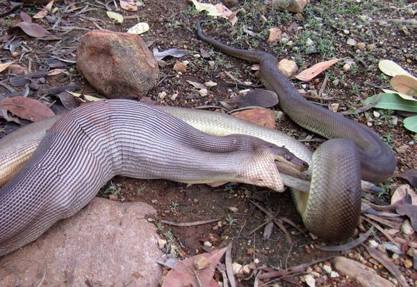 澳洲国家公园橄榄蟒蛇绞死并吃掉沙袋鼠