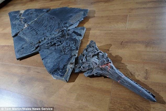 在英国威尔士郡珀纳斯镇散步意外发现一具2亿年前完整的鱼龙骨骼化石