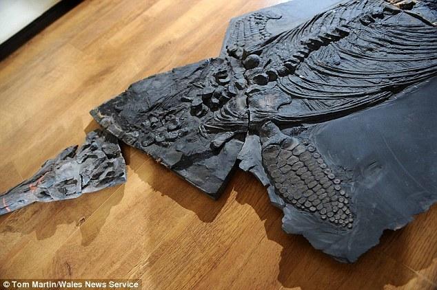 鱼龙也叫做“鱼蜥蜴”,是侏罗纪时期在海洋中游动的爬行动物,恐龙与它们生活在同一时期。