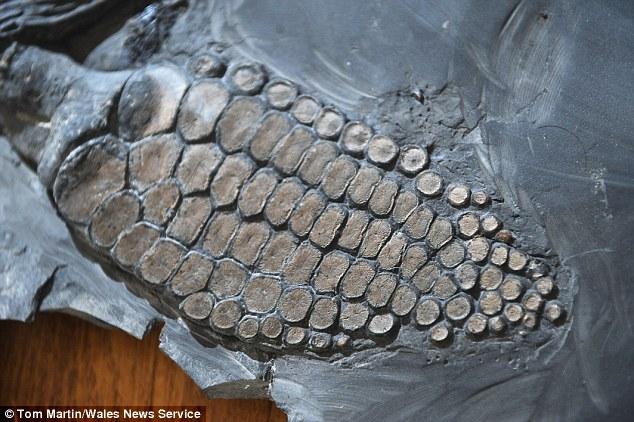 虽然鱼龙的完整骨骼在多塞特郡等地区发现过,但相比之下,这是迄今在威尔士郡地区首次发现最完整的鱼龙骨骼化石。如图所示,这是鱼龙的脚蹼。