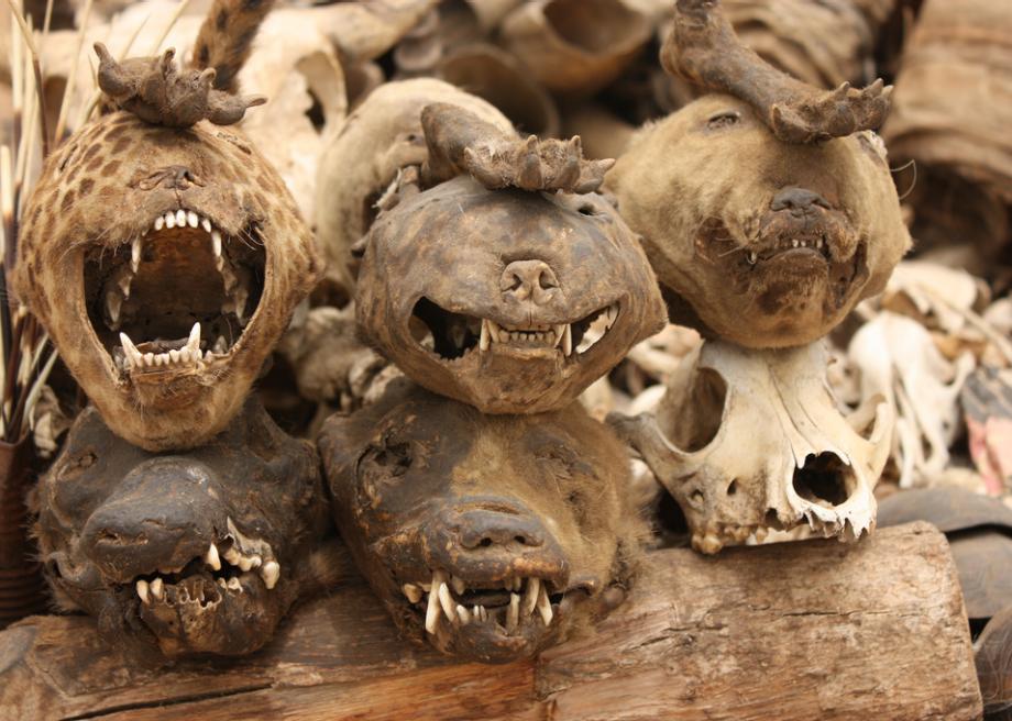 巫术市场所有巫术道具应有尽有,包括大量的动物尸骨残骸。