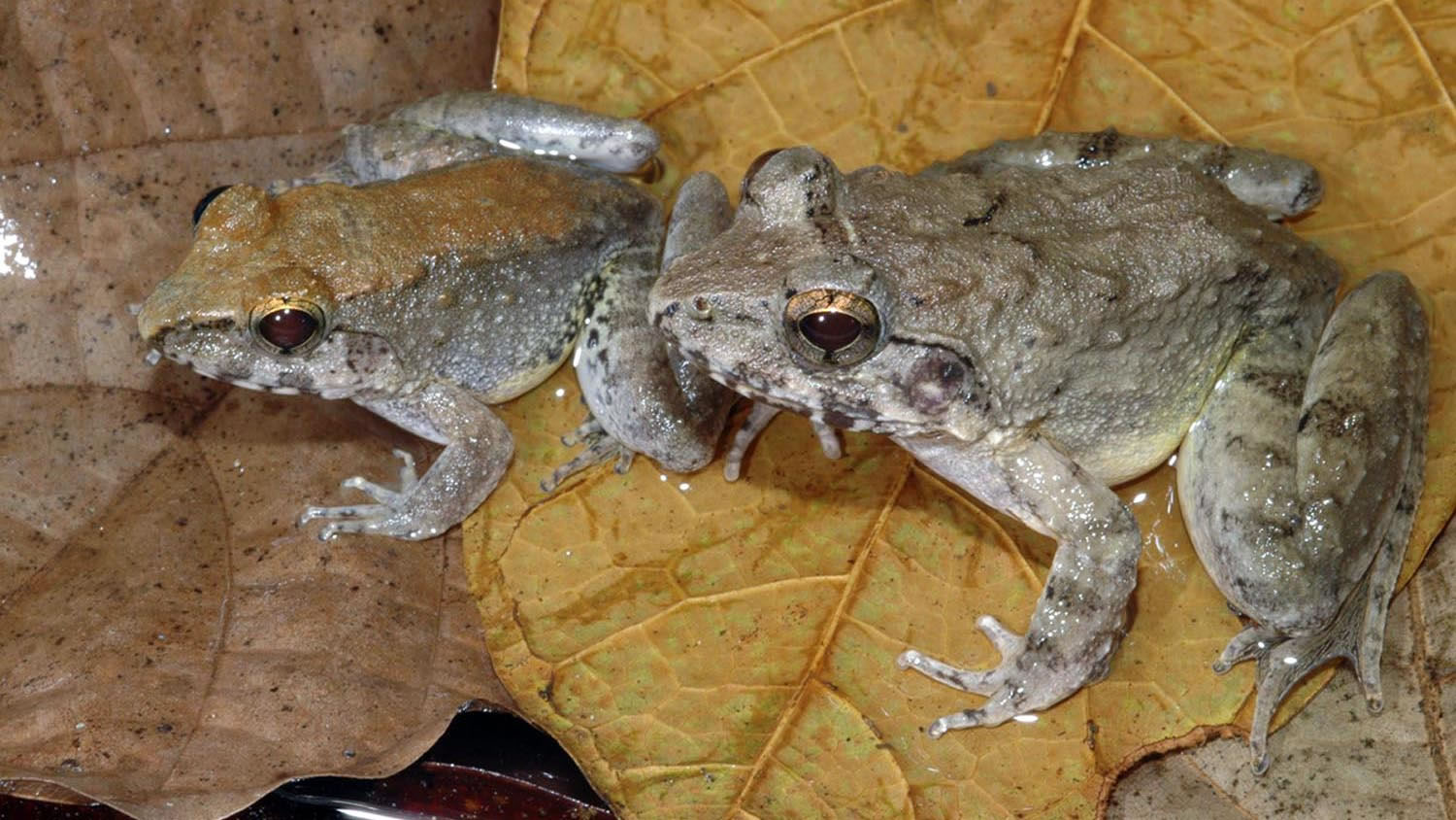 ӡֳܾᷢL. Larvaepartus